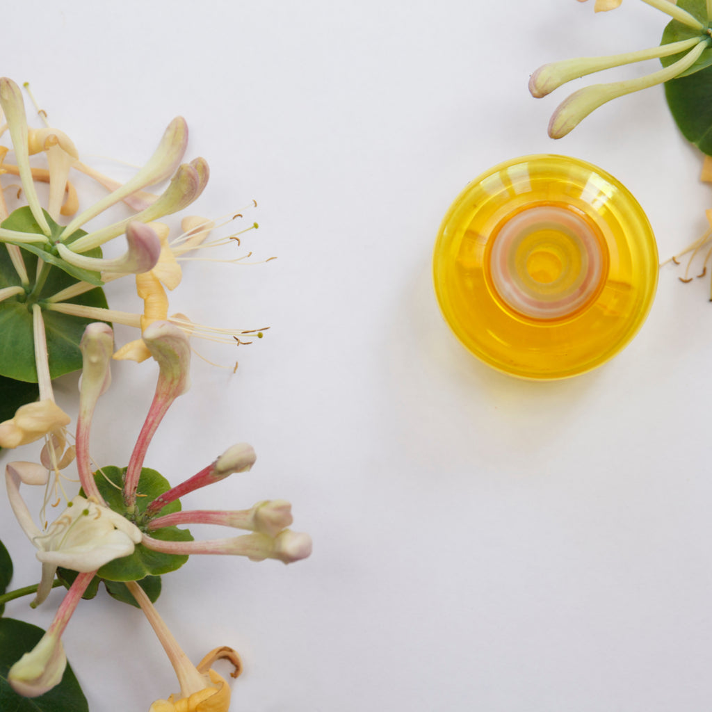 Harvesting and Using Japanese Honeysuckle Flowers