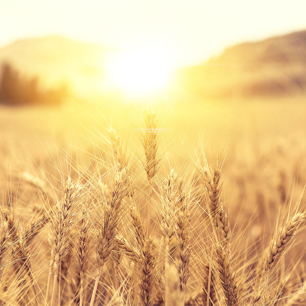 Wheat Protein For Skin: What it Can Do For You