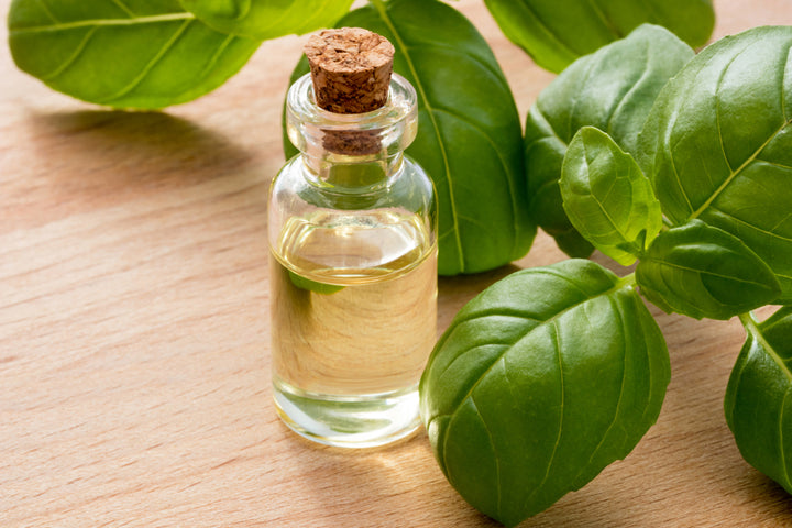 Boost Hair Growth with Basil Leaf Extract