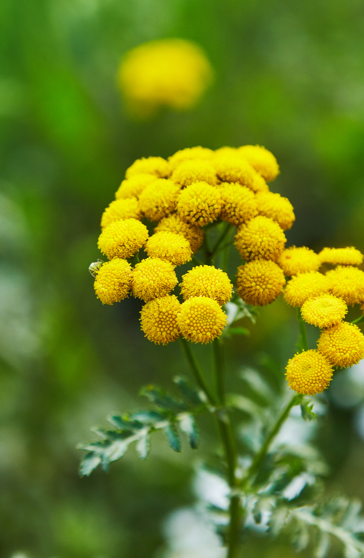 5 Blue Tansy Skincare Benefits