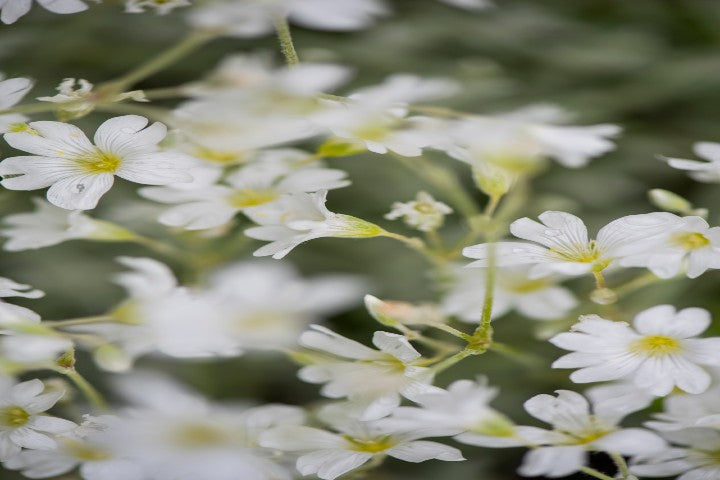 Meadowfoam Seed Oil, an Undiscovered "Perfect Oil"