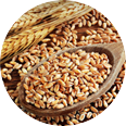 Wheat Protein